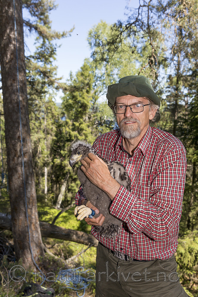 KA_180608_96 / Haliaeetus albicilla / Havørn