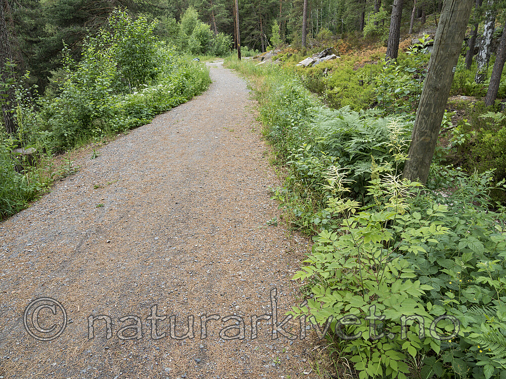 KA_180611_13 / Aruncus dioicus / Skogskjegg