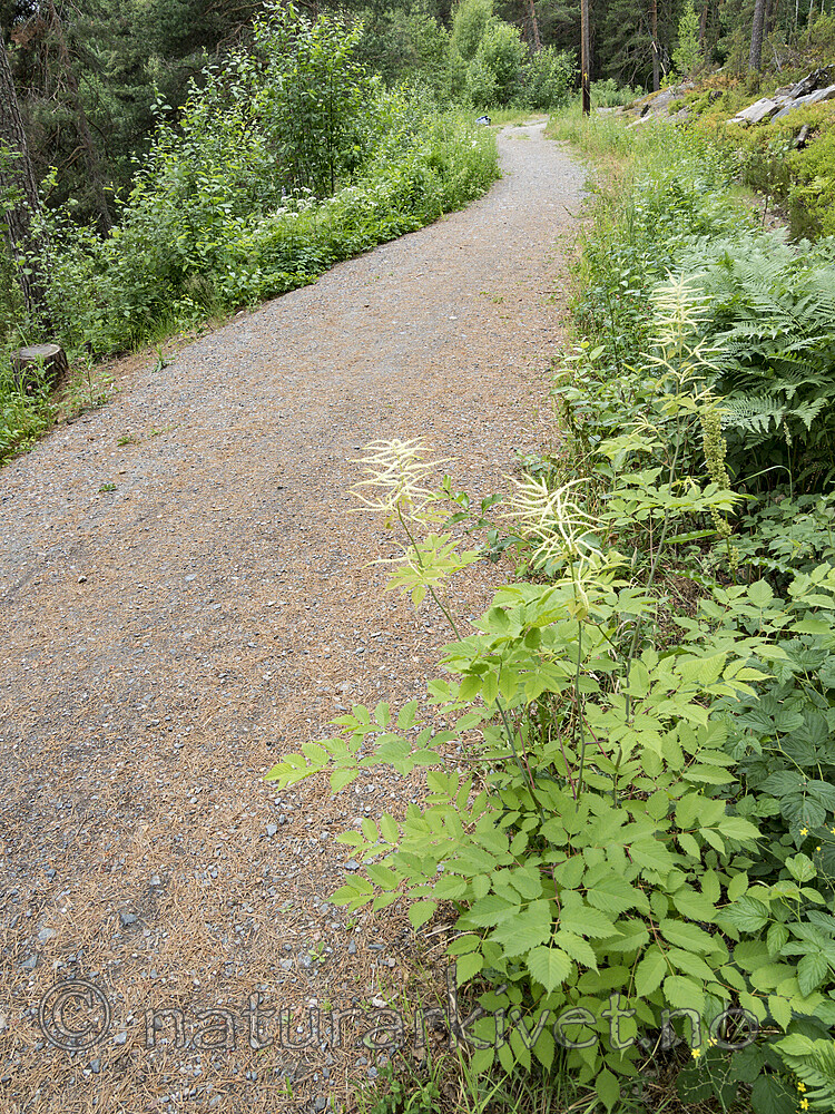 KA_180611_14 / Aruncus dioicus / Skogskjegg