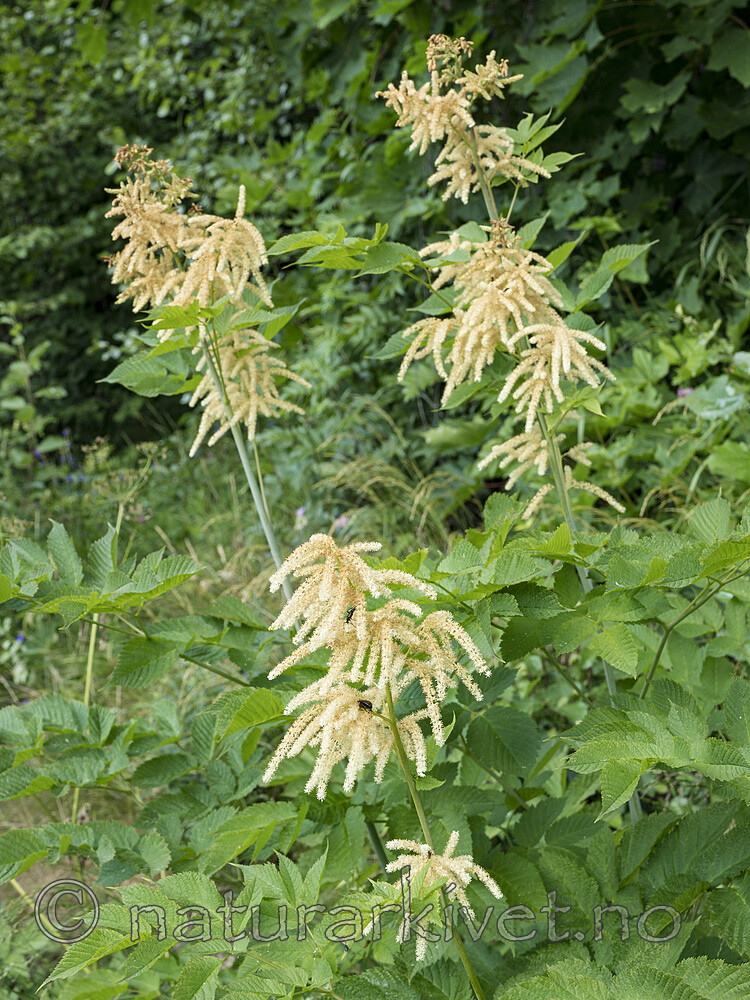 KA_180611_5 / Aruncus dioicus / Skogskjegg