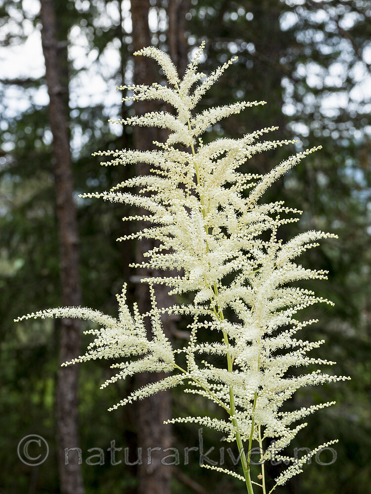 KA_180611_8 / Aruncus dioicus / Skogskjegg