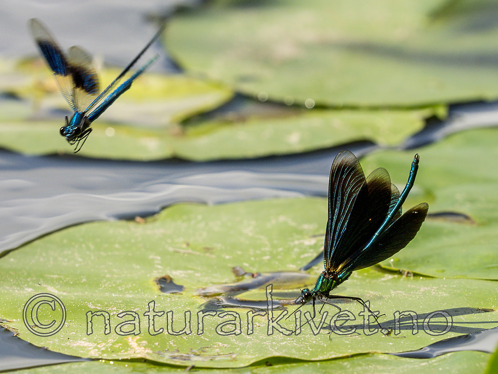 KA_180616_13 / Calopteryx splendens / Blåbånd-vannymfe