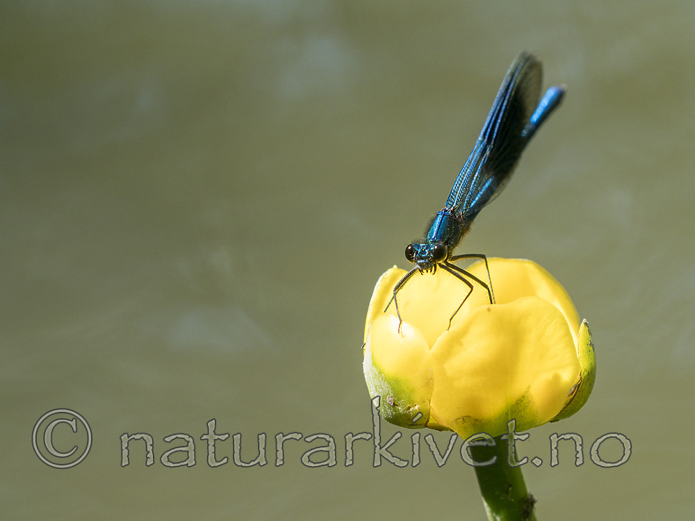 KA_180616_25 / Calopteryx splendens / Blåbånd-vannymfe <br /> Nuphar lutea / Gul nøkkerose