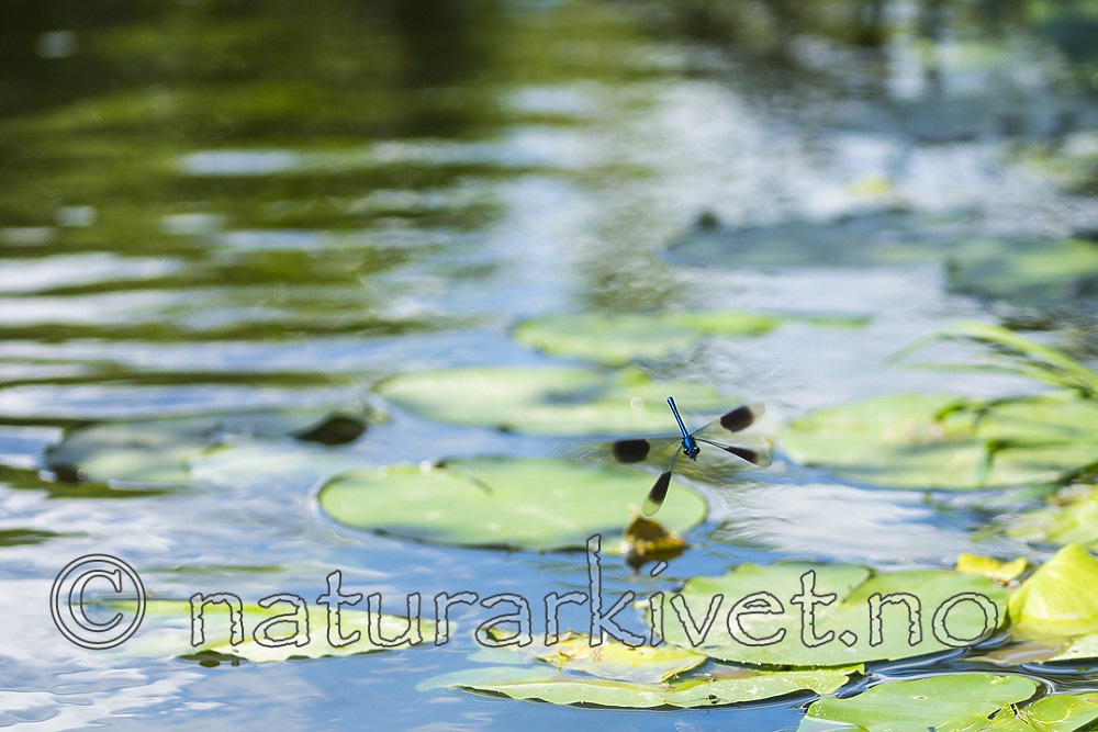 KA_180616_3 / Calopteryx splendens / Blåbånd-vannymfe