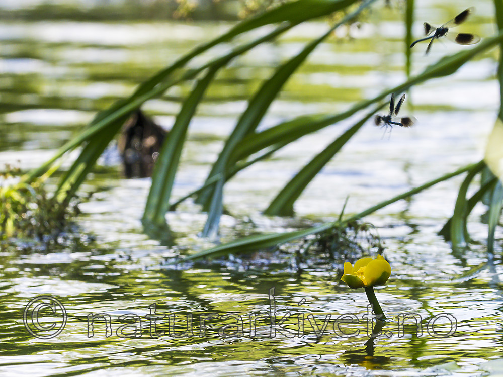 KA_180616_4 / Calopteryx splendens / Blåbånd-vannymfe <br /> Nuphar lutea / Gul nøkkerose