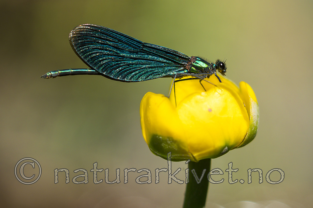 KA_180616_51 / Nuphar lutea / Gul nøkkerose