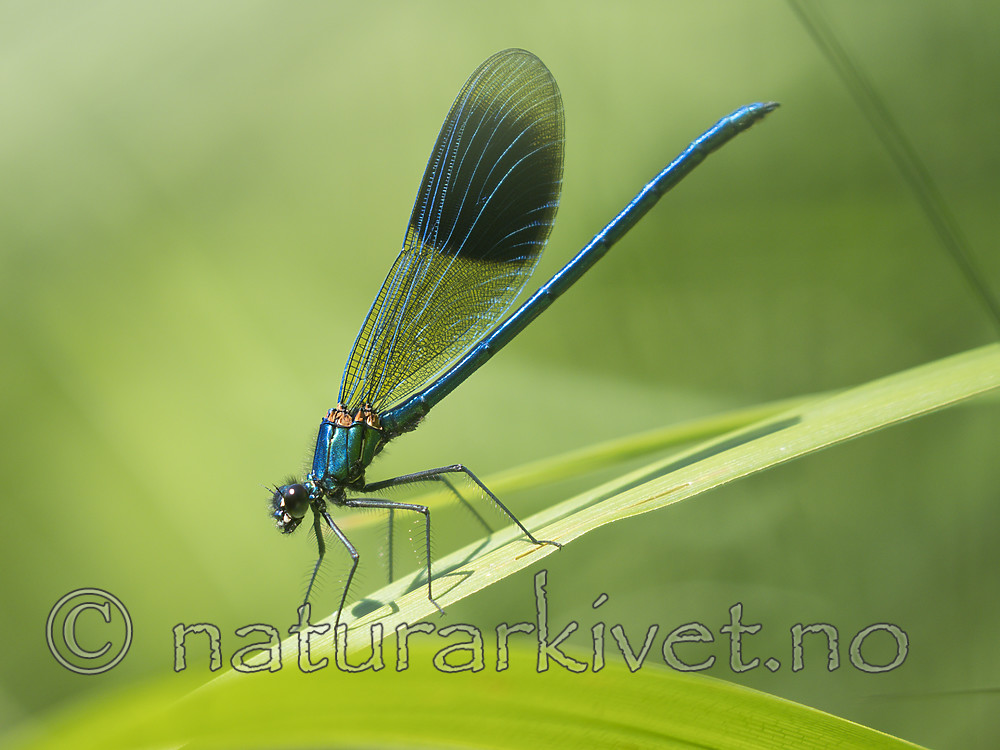 KA_180616_70 / Calopteryx splendens / Blåbånd-vannymfe
