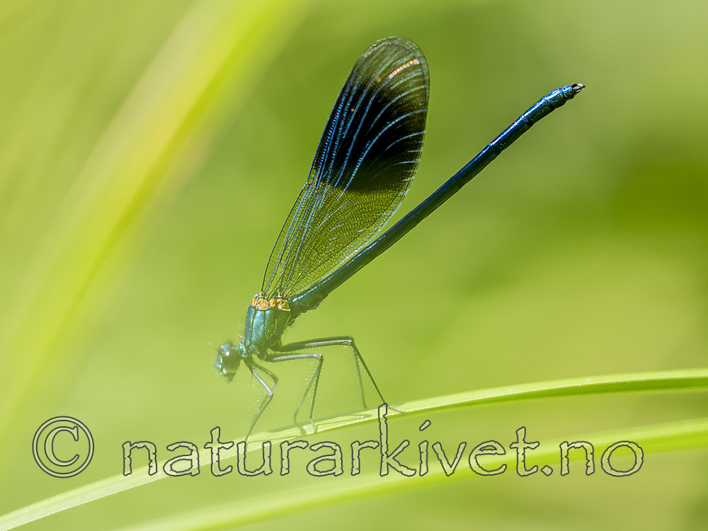 KA_180616_74 / Calopteryx splendens / Blåbånd-vannymfe