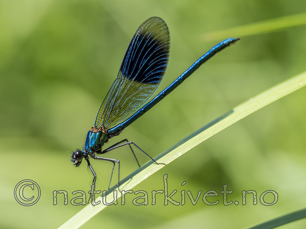 KA_180616_92 / Calopteryx splendens / Blåbånd-vannymfe