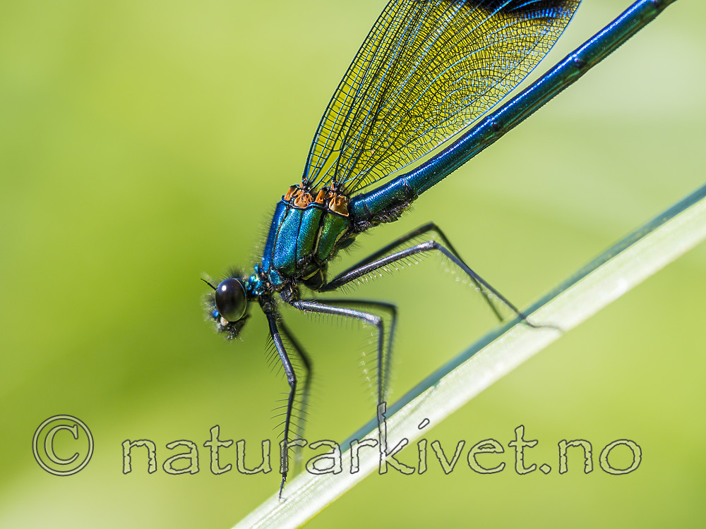 KA_180616_95 / Calopteryx splendens / Blåbånd-vannymfe