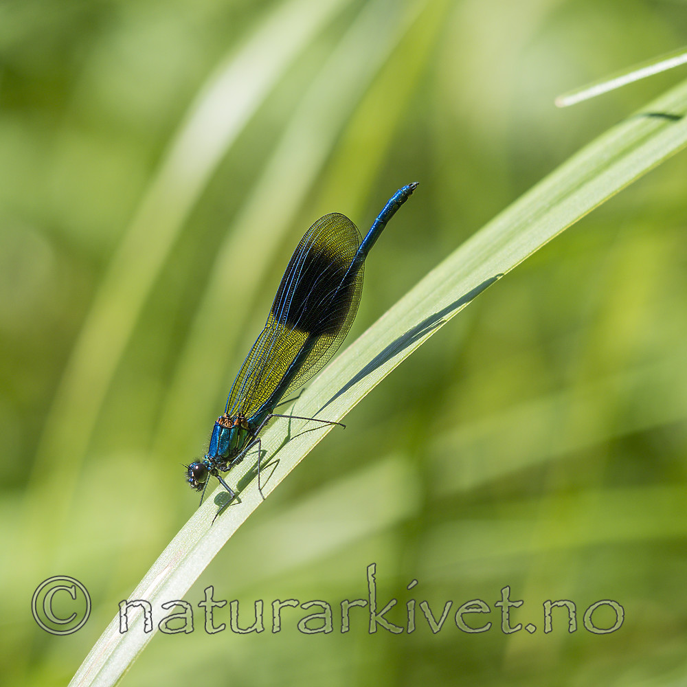 KA_180616_96 / Calopteryx splendens / Blåbånd-vannymfe
