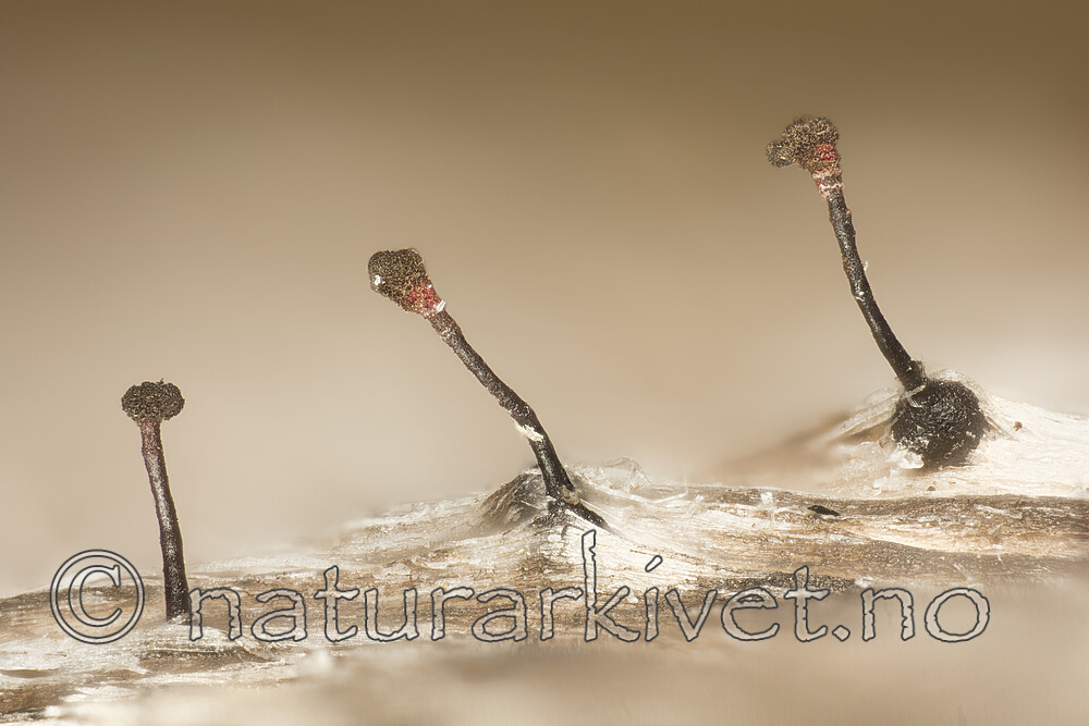 KA_180616_haematopus / Chaenothecopsis haematopus