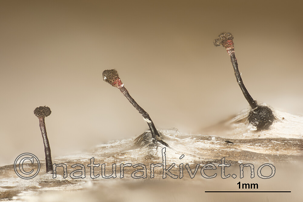 KA_180616_haematopus_mm / Chaenothecopsis haematopus