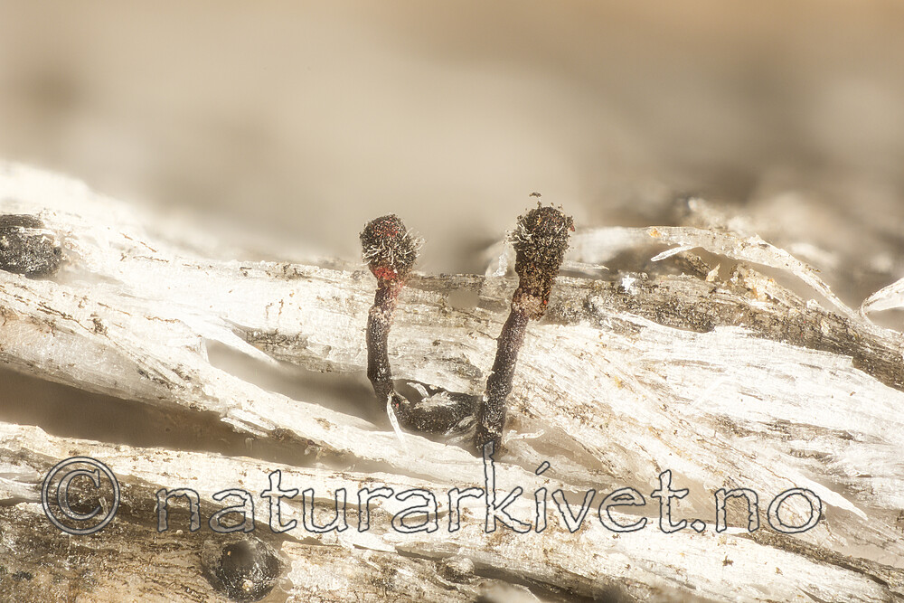 KA_180617_haematopus2 / Chaenothecopsis haematopus