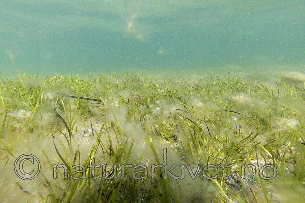 KA_180727_15 / Zostera marina / ålegras <br /> Zostera marina