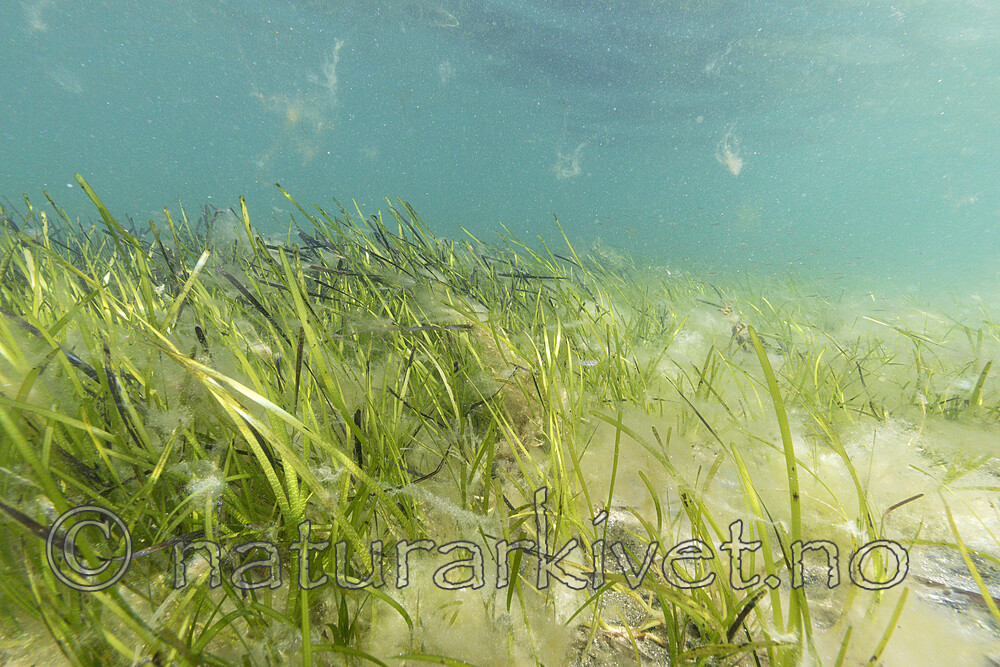 KA_180727_16 / Zostera marina / ålegras <br /> Zostera marina