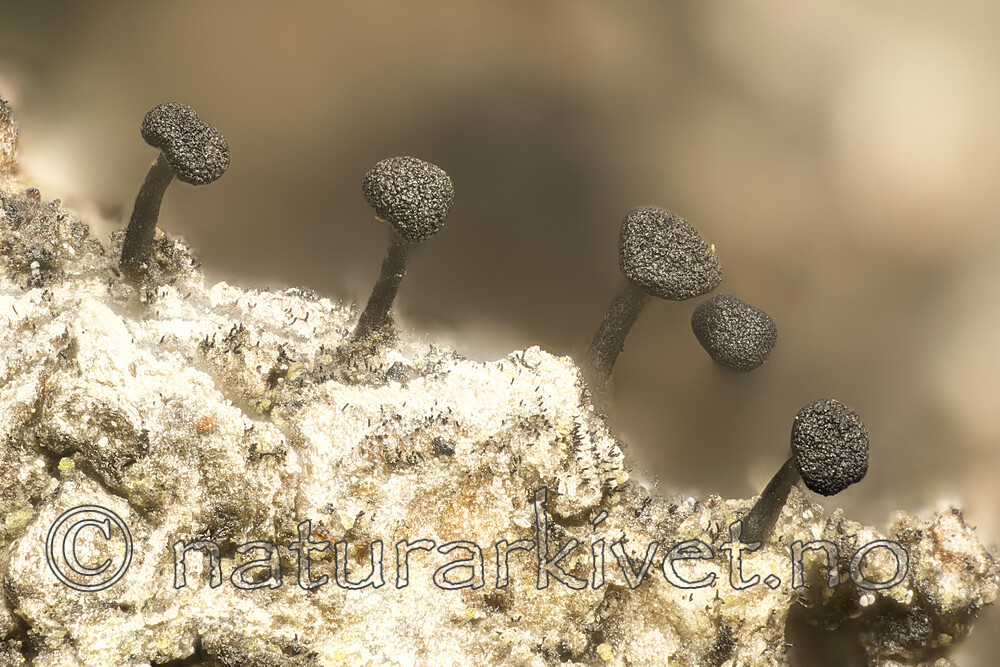 KA_180802_populneum / Phaeocalicium populneum / Vanlig ospenål
