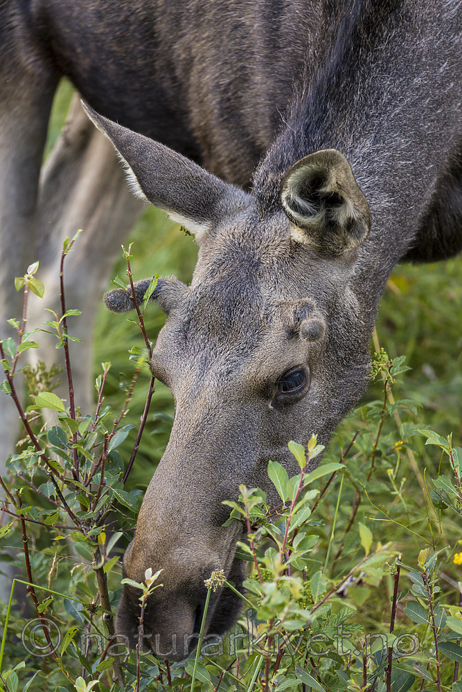 KA_180814_100 / Alces alces / Elg