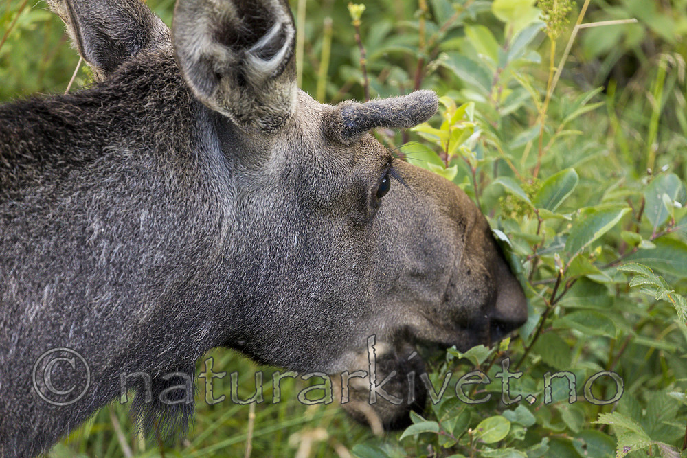KA_180814_83 / Alces alces / Elg