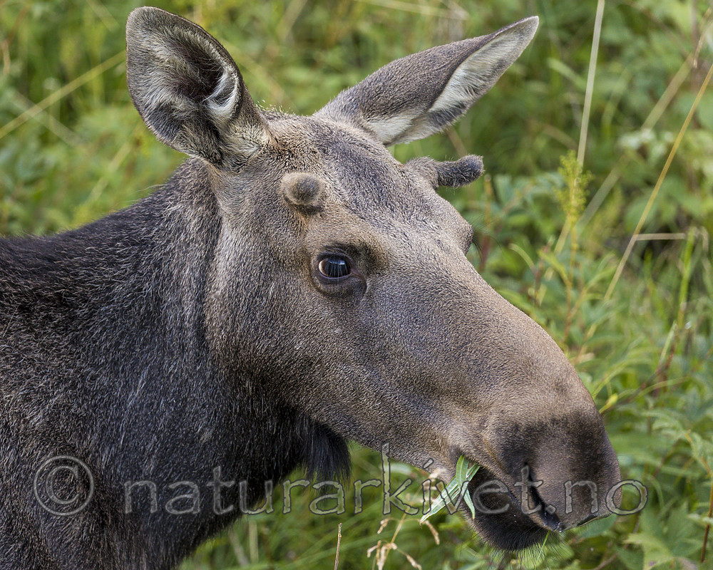 KA_180814_85 / Alces alces / Elg