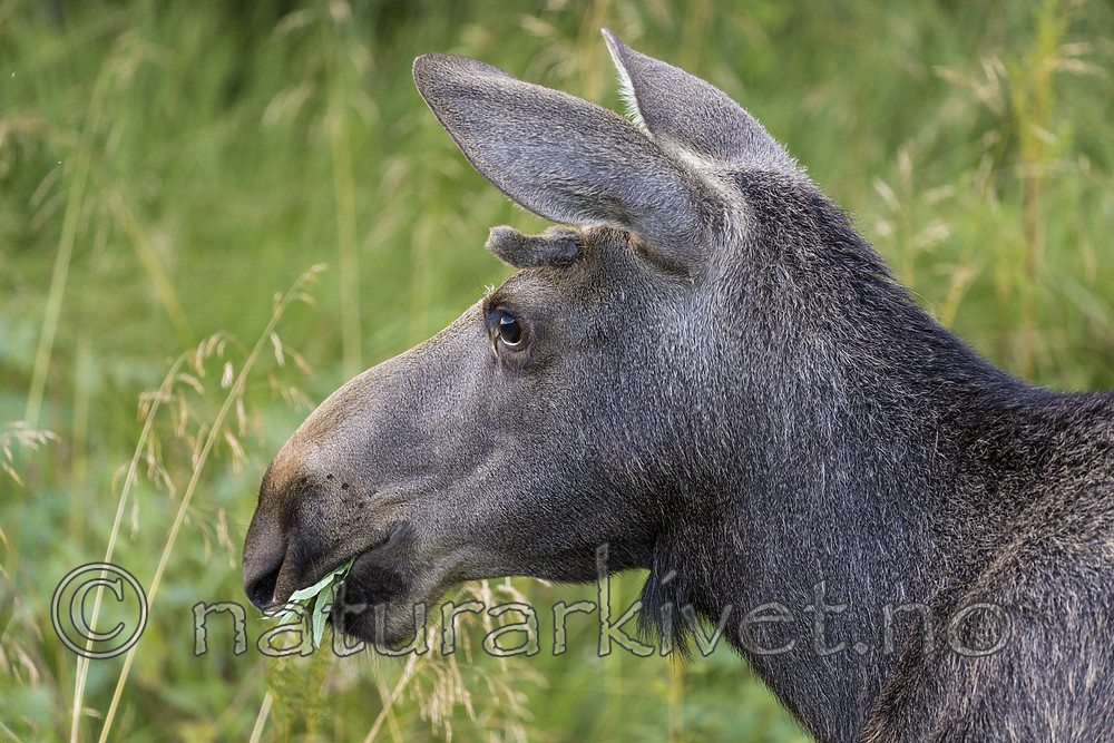 KA_180814_91 / Alces alces / Elg