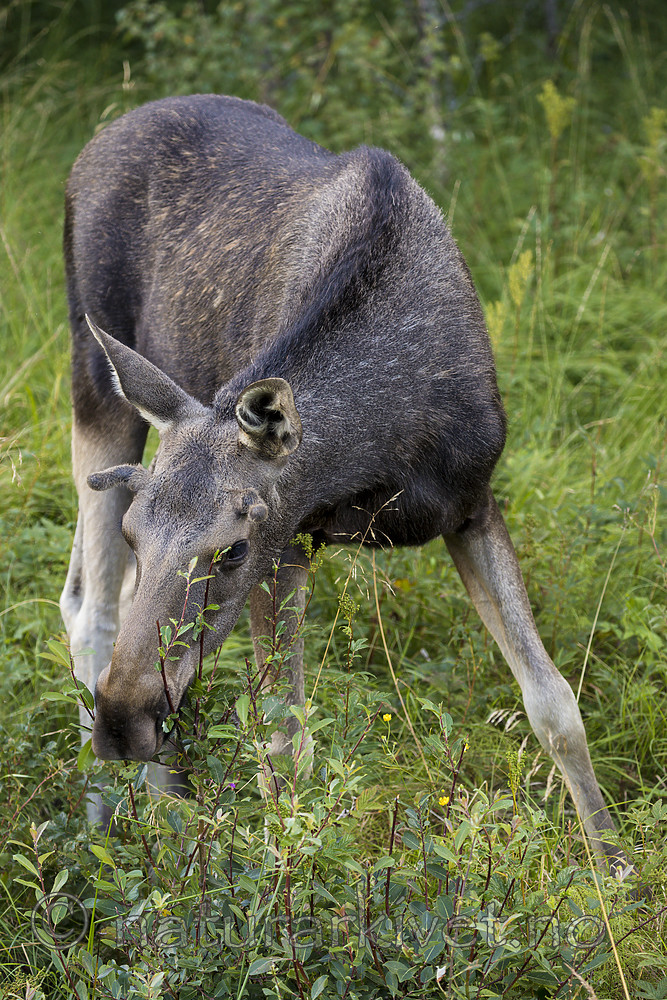 KA_180814_97 / Alces alces / Elg