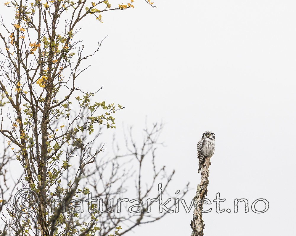 KA_180822_80 / Surnia ulula / Haukugle