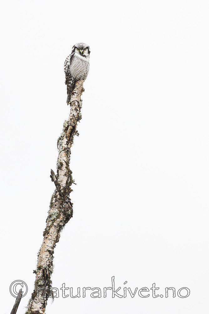 KA_180822_84 / Surnia ulula / Haukugle