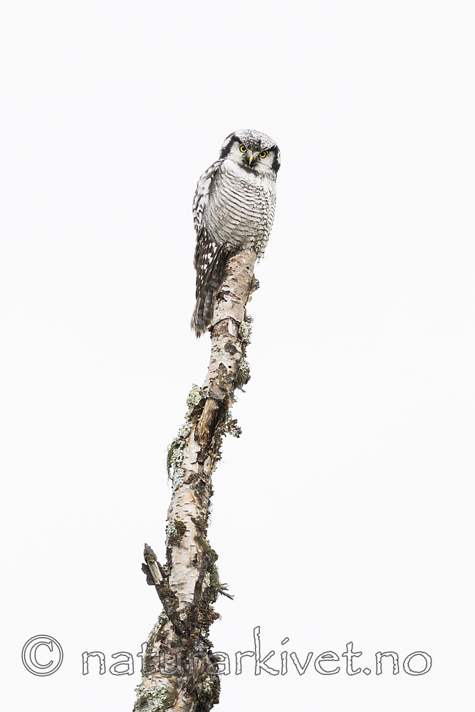 KA_180822_85 / Surnia ulula / Haukugle