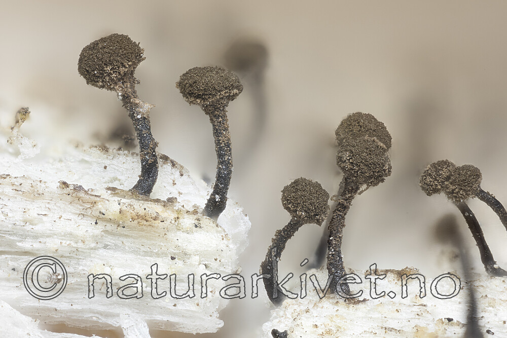 KA_180903_brunneola / Chaenotheca brunneola / Fausknål