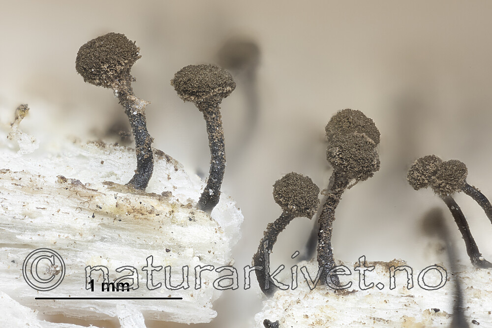 KA_180903_brunneola_mm / Chaenotheca brunneola / Fausknål