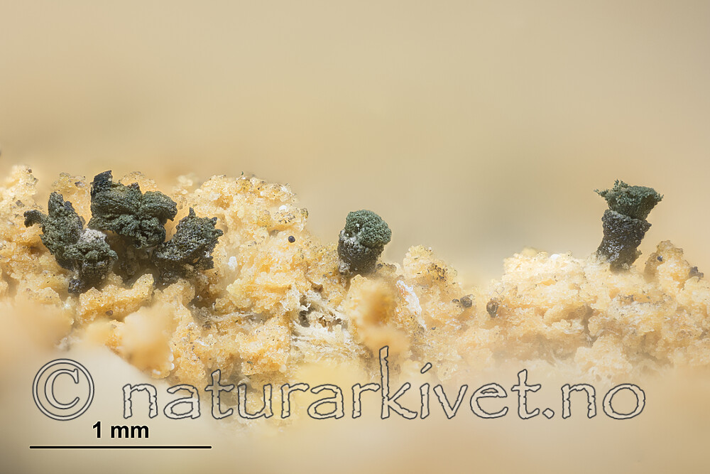 KA_180904_disseminatum_mm / Microcalicium disseminatum / Krukkenål