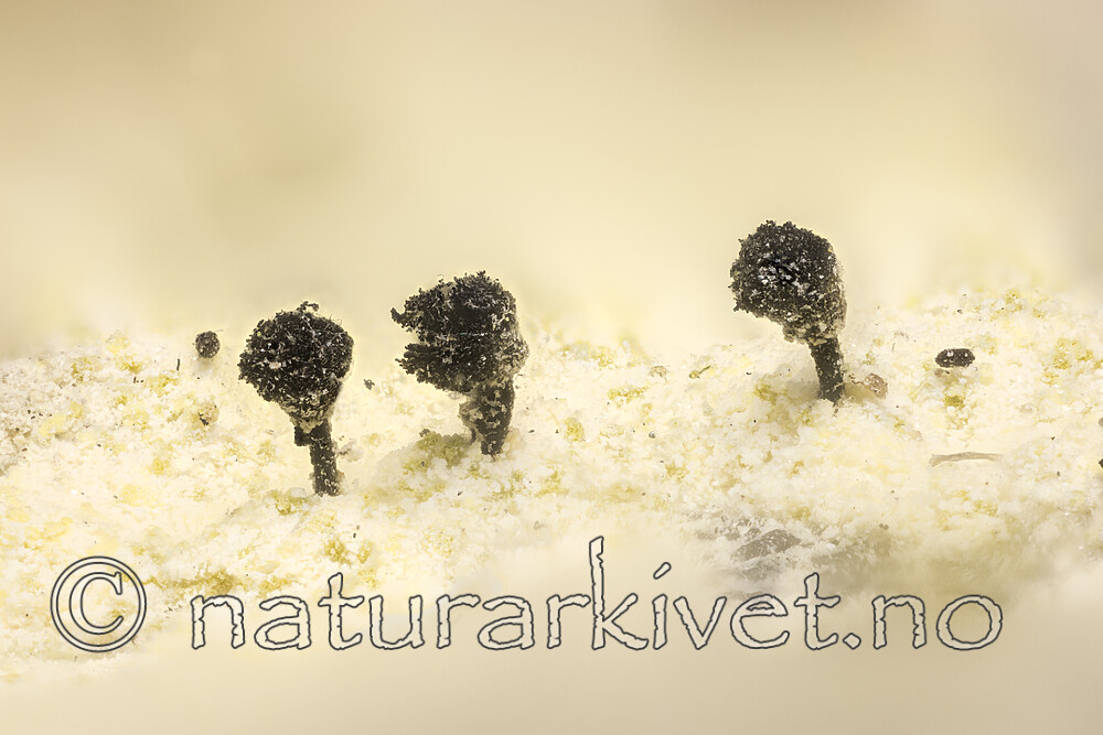 KA_180906_corynellum / Calicium corynellum / Klippenål