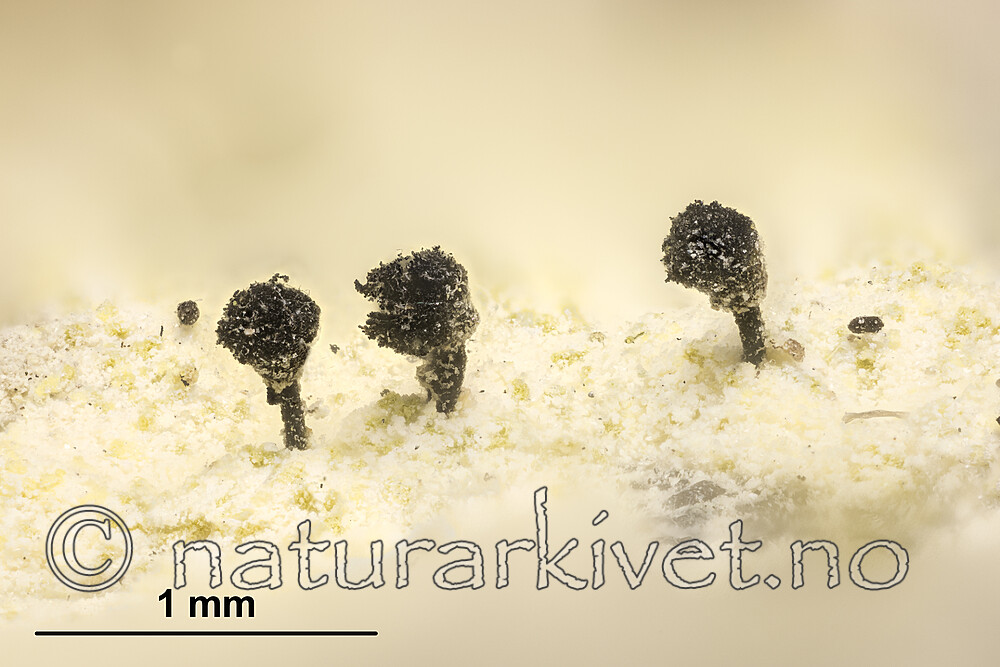 KA_180906_corynellum_mm / Calicium corynellum / Klippenål