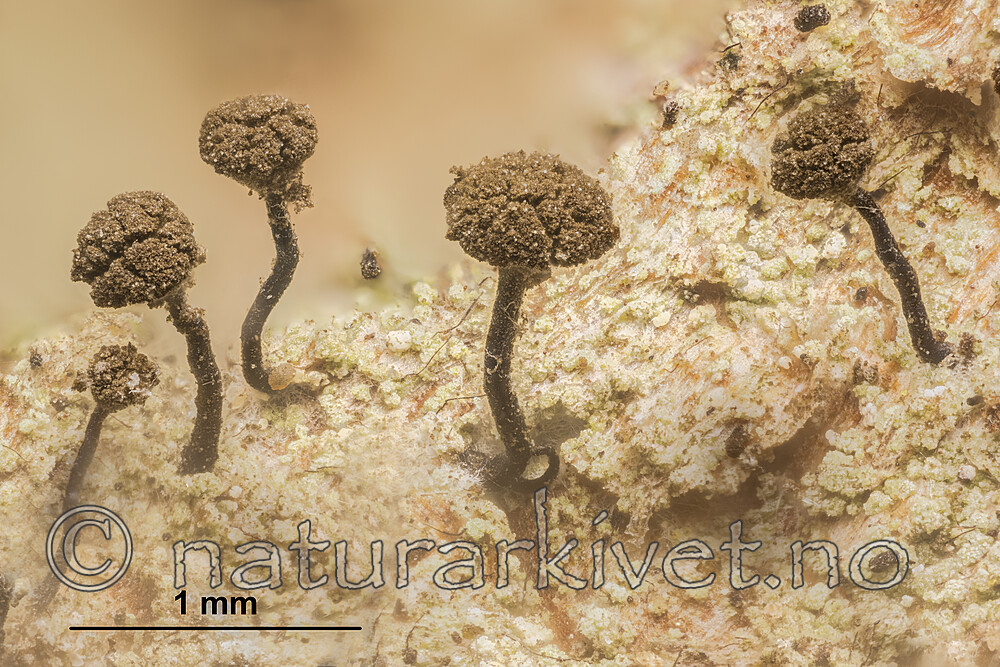 KA_180906_stemonea_mm / Chaenotheca stemonea / Skyggenål