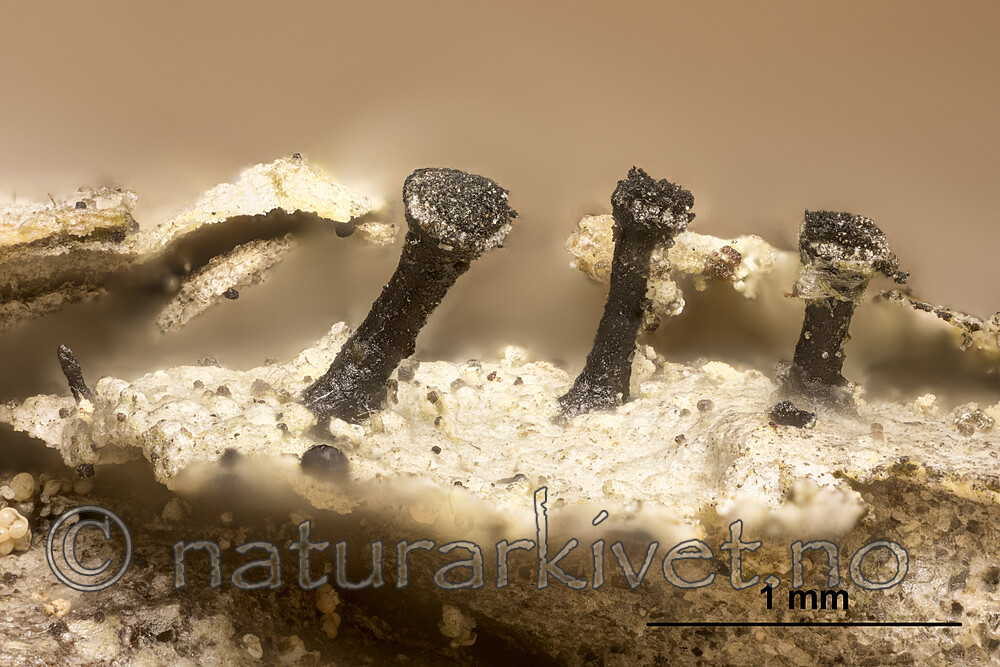 KA_180910_parvum_mm / Calicium parvum / Svartprikknål