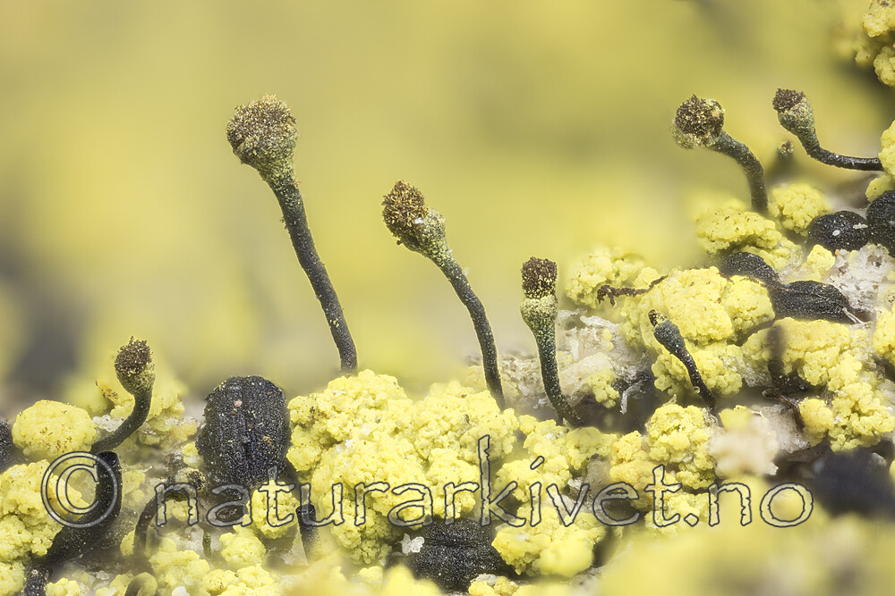 KA_180911_chrysocephala / Chaenotheca chrysocephala / Gulgrynnål