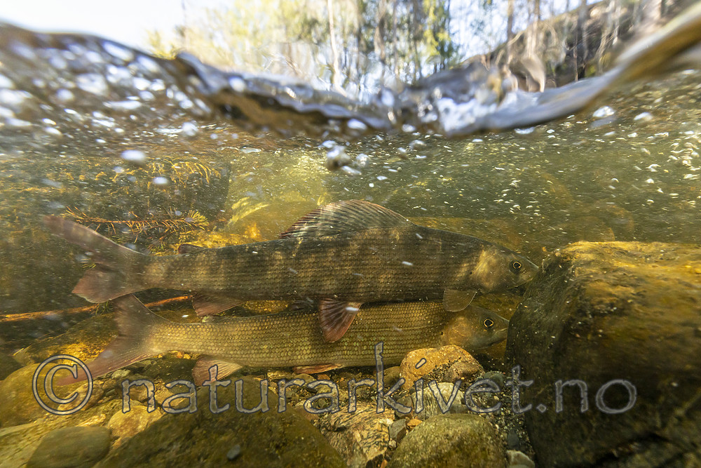 KA_190515_37 / Thymallus thymallus / Harr