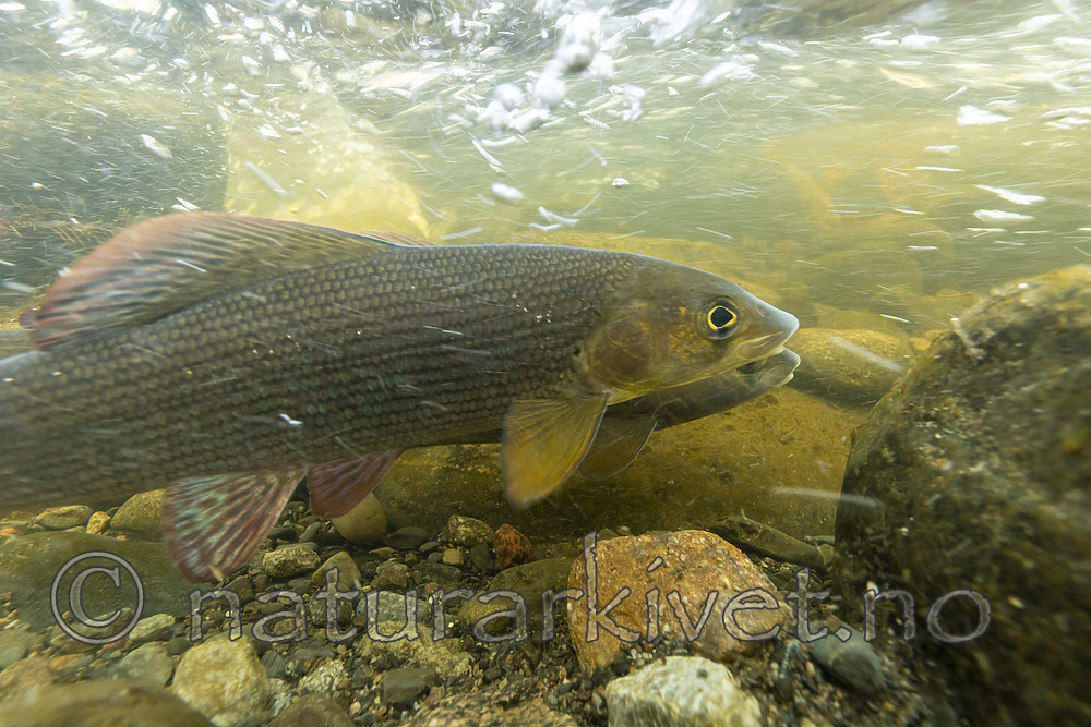 KA_190515_62 / Thymallus thymallus / Harr