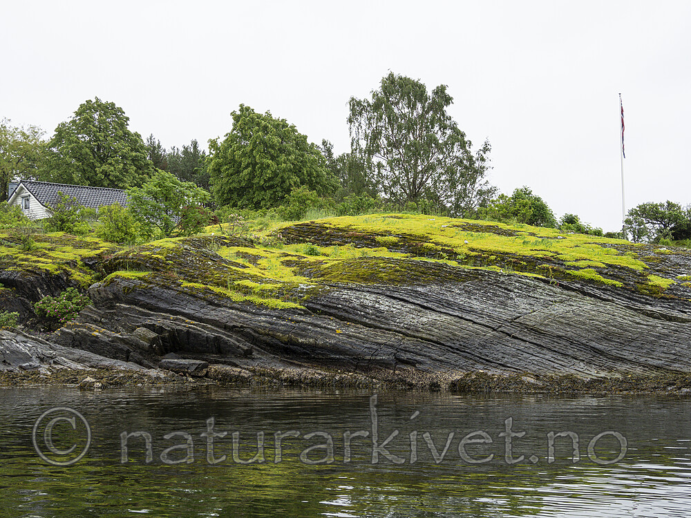 KA_190613_1 / Phedimus spurius / Gravbergknapp <br /> Sterna hirundo / Makrellterne