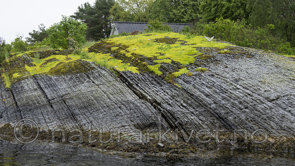 KA_190613_4 / Phedimus spurius / Gravbergknapp <br /> Sterna hirundo / Makrellterne