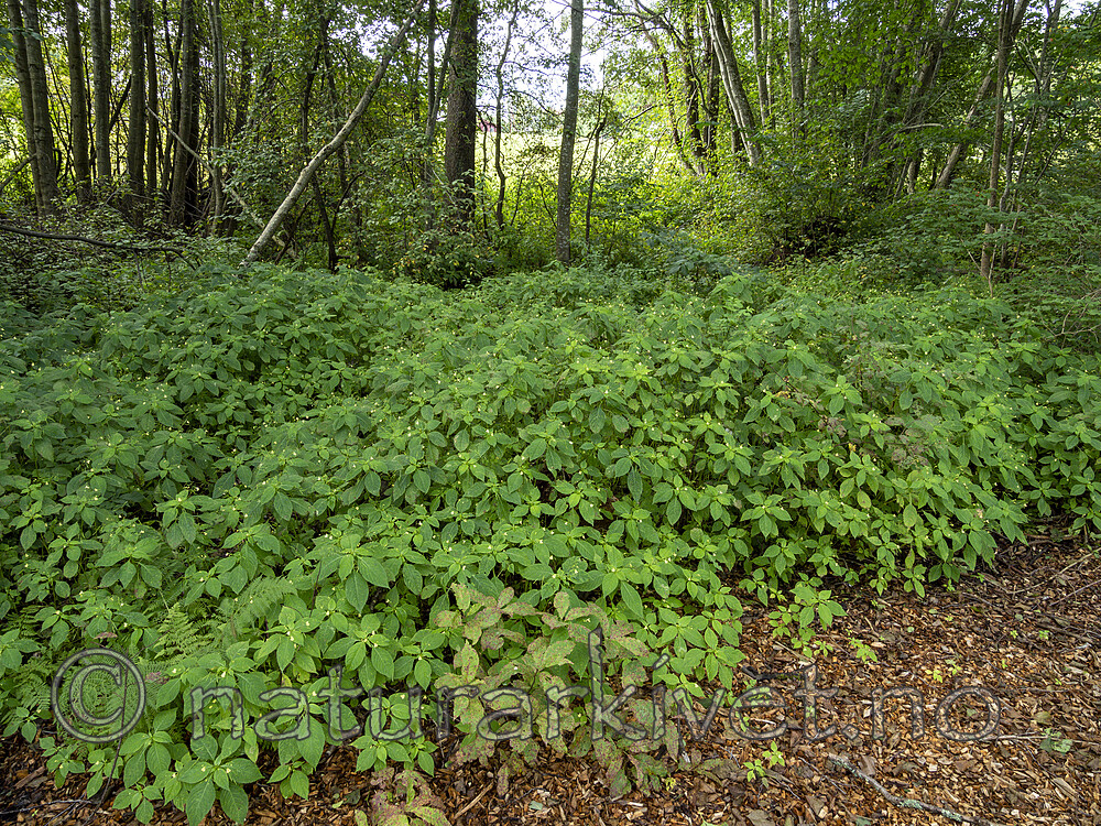KA_190903_47 / Impatiens parviflora / Mongolspringfrø