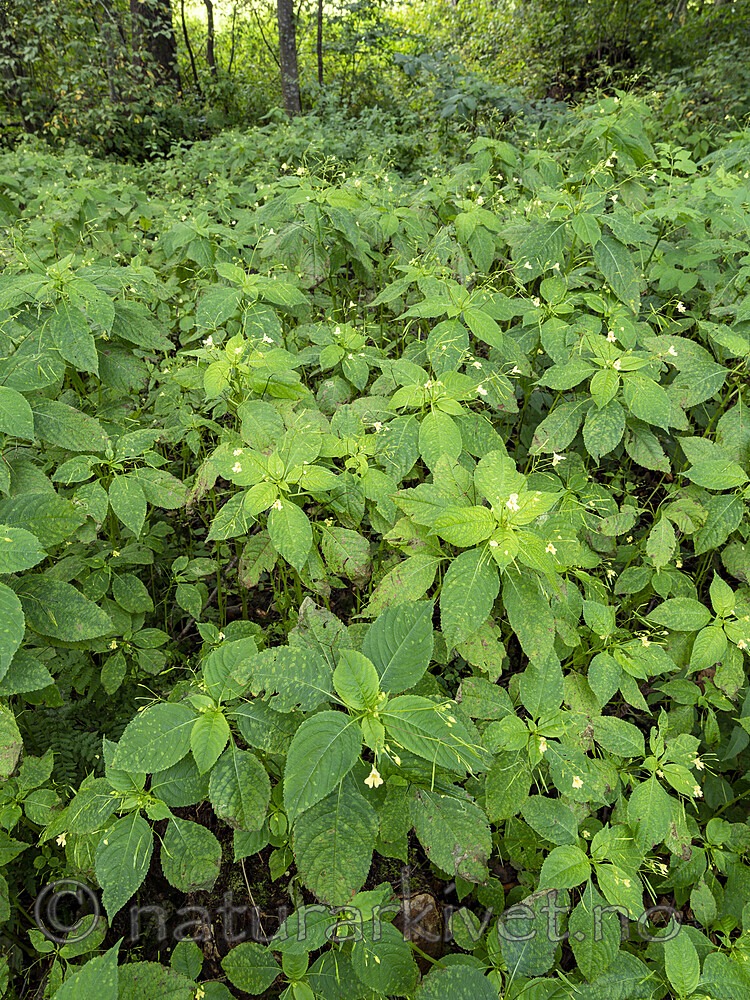 KA_190903_48 / Impatiens parviflora / Mongolspringfrø