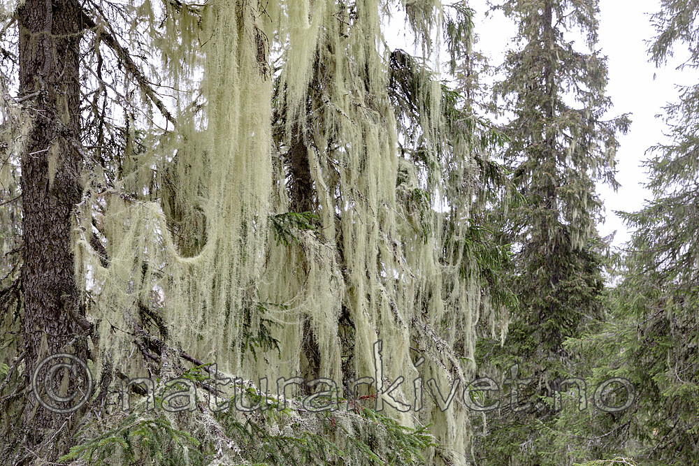KA_190923_100 / Usnea longissima / Huldrestry