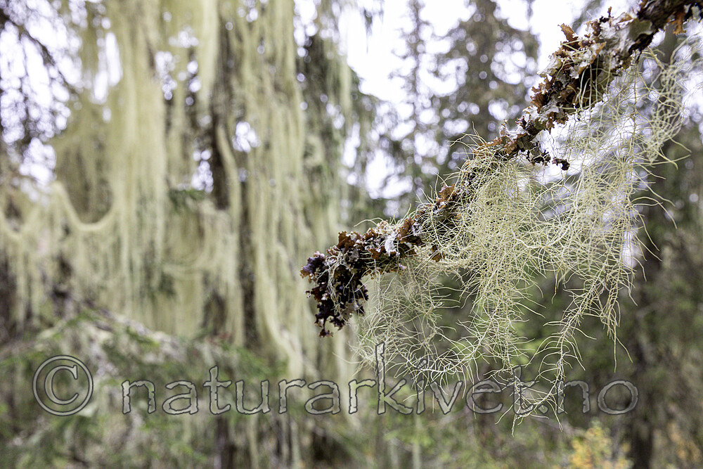 KA_190923_102 / Usnea longissima / Huldrestry