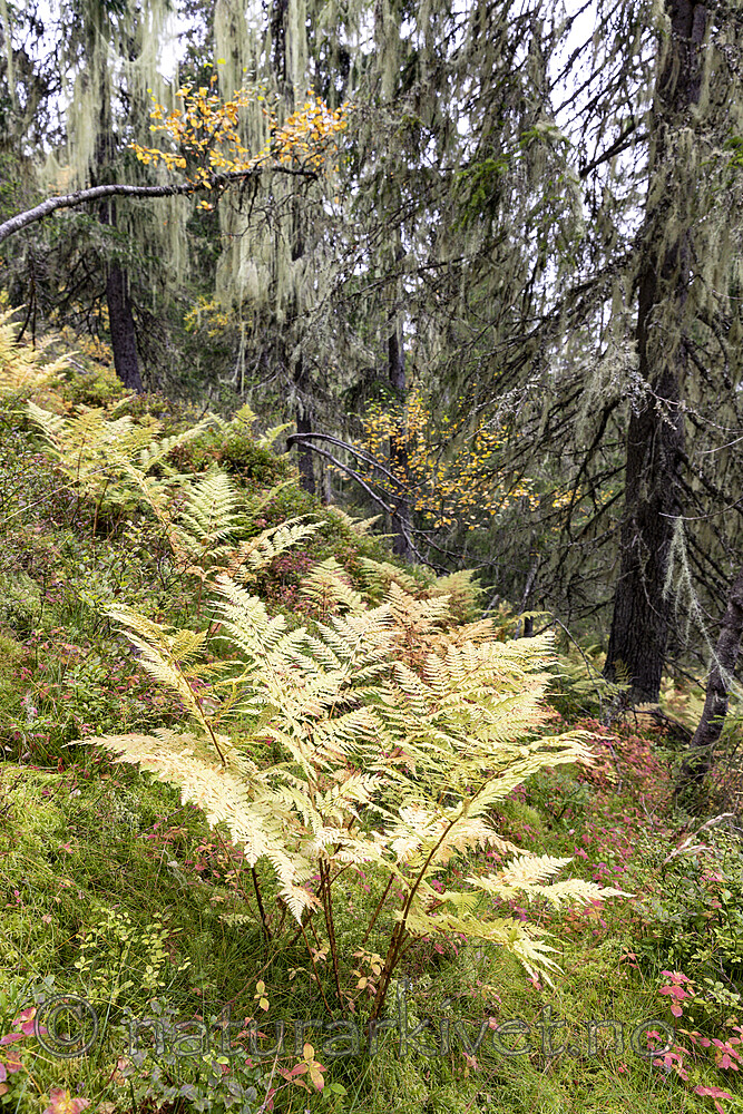 KA_190923_107 / Usnea longissima / Huldrestry