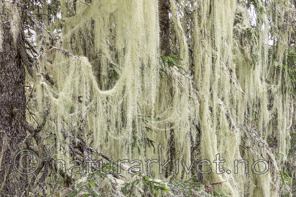 KA_190923_108 / Usnea longissima / Huldrestry