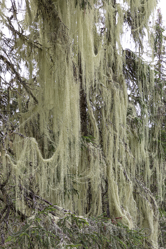 KA_190923_109 / Usnea longissima / Huldrestry