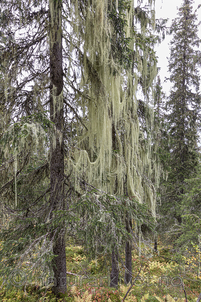 KA_190923_111 / Usnea longissima / Huldrestry