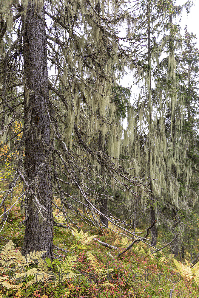 KA_190923_124 / Usnea longissima / Huldrestry